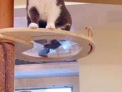 -滚猫咖啡·猫咖·猫友好撸猫(未来城店)