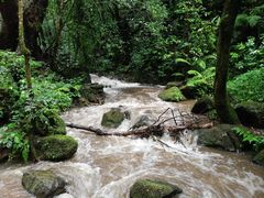 -莫里热带雨林景区