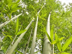 -深圳仙湖植物园