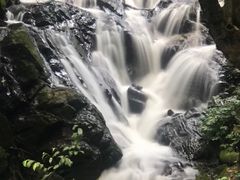 -莫里热带雨林景区