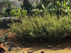 -西双版纳勐泐文化旅游区