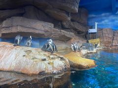 -海合安武汉极地海洋公园