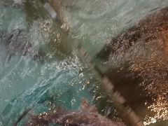 景观位-醉美东江·三文鱼