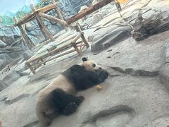 -武汉动物园
