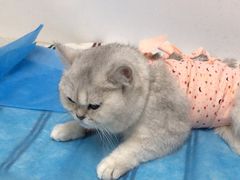 -纳吉亚猫专科动物诊疗中心(蒋宅口分院)