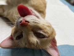 -乐琪宠物医院·犬猫专科·骨外科·急重症
