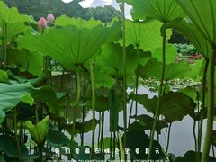 -陈家山荷花公园