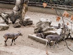 -成都动物园