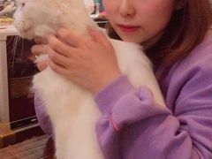 -吉丁鸟咖·异宠·寄养