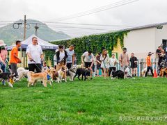 -趣玩宠物乐园寄养训犬训狗游泳池