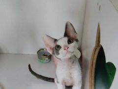 -Bastet sally猫舍购宠(静安店)