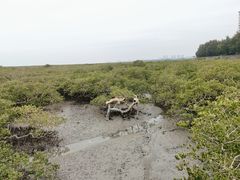 -北海金海湾红树林生态旅游区