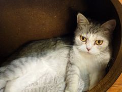 -more than meow吴止猫主题餐厅(承德 中船汇店)