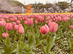 -苏州上方山国家森林公园