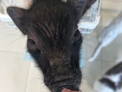 -怪兽屋·羊驼·猫咖·狗咖(俊华广场店)