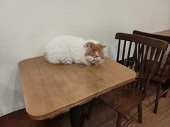 -有猫主题·治愈系猫咖(曾厝垵店)