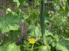 -万源龙顺度假庄园生态观光园