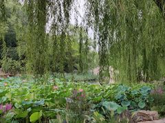 -近春园遗址