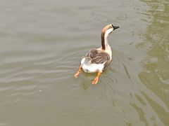 -溱湖国家湿地公园