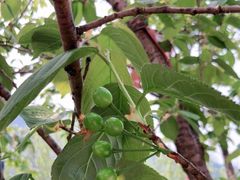 -樱桃山旅游景区