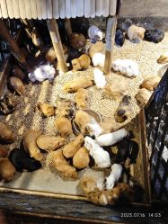 -酷嗒动物文化乐园(cutezoo西溪乐天城店)