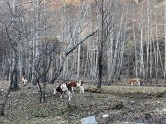 -五台山风景区