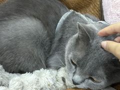 -小板凳(四公里店)