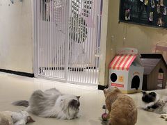 -藏猫猫咖啡主题馆(中央大道店)