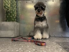 -阿卡AK.Lab洋风韩餐(花园路万达坊店)