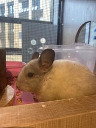 -Moni星球萌宠·小马宝莉·灵蛇·高端高阶全萌宠互动体验俱乐部(红豆国际广场店)