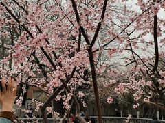-桃花堤公园