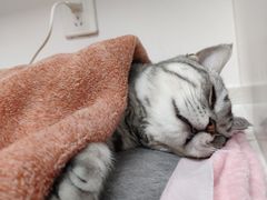 -关爱宠物医院·猫科中心·消化科(滨湖万达分院)