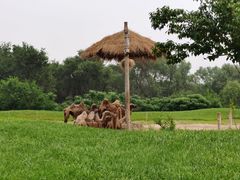 -北京野生动物园