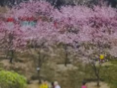 -桃花涧