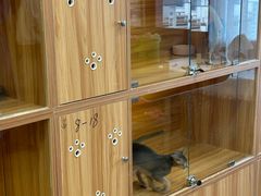 -猫十亿·布偶金渐层·曼基康矮脚猫舍(青年路店)