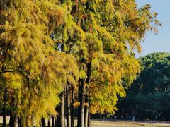 -上海共青森林公园