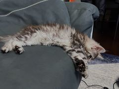 -momokira米努特·德文卷毛猫·棉花面纱犬