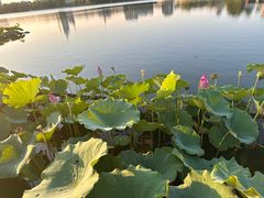-莲花池公园