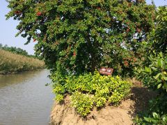 -大湾区中央湿地公园