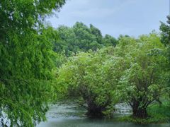 -贡湖湾湿地公园
