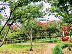 -泰山花样年华景区