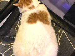 -平行世界·猫咖(首经贸店)