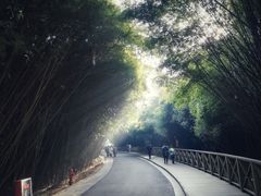 景点-成都大熊猫繁育研究基地
