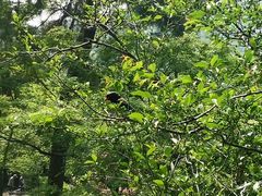 -西湖外事游船(花港观鱼码头)