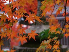 -常寂光寺