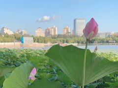 -莲花池公园