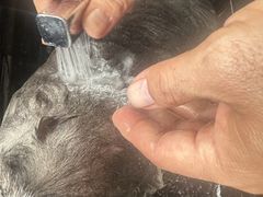 -糯米喵星人总部直营旗舰店·猫舍·幼猫出售