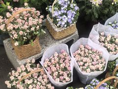 -三圣花乡旅游区