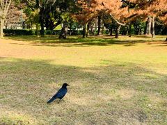 -京都御所