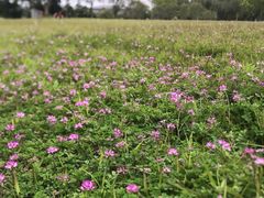 -福建鲤鱼洲酒店